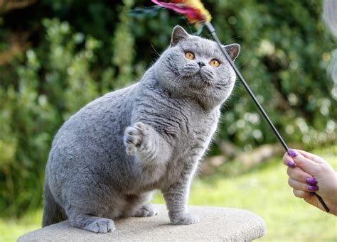 British Blue Cat JK Cats British Shorthair Cat Breeder In The UK.