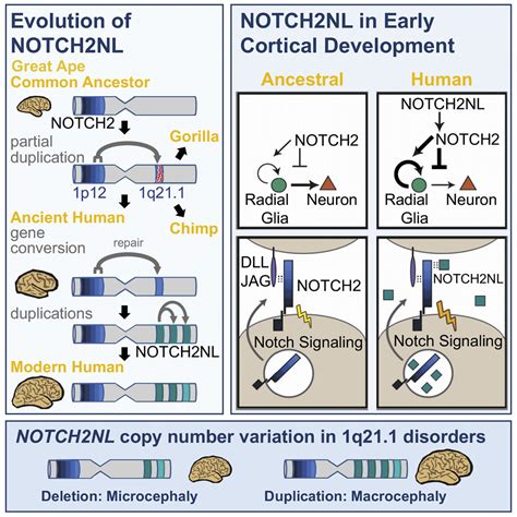 Human Specific Notch2nl Genes Affect Notch Signaling And Cortical