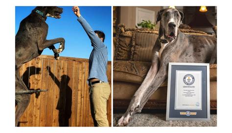 Meet Zeus The Tallest Dog In The World Rocky Kanaka