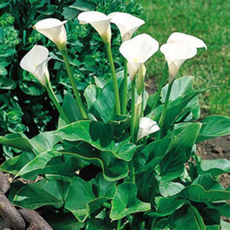 Zantedeschia Aethiopica Arum Lily Bulbs Tubers White Summer Flowering