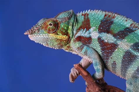 Brand chameleons: how ever-changing brands might operate - A Hundred