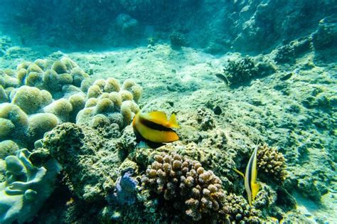 Premium Photo Colonies Of The Corals And Heniochus Fish At Coral Reef