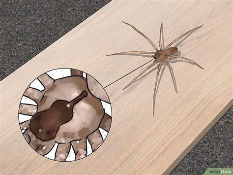 How To Identify A Brown Recluse Body Size And Features