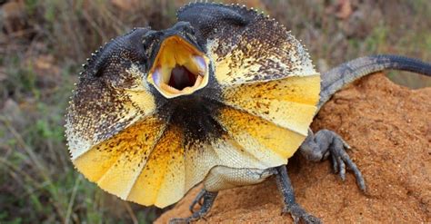 Frilled Lizard Animal Facts - Chlamydosaurus kingii - A-Z Animals