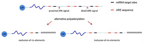 Schematic Diagrams Of Cis Acting Rna Sequences At The 3utr Involved In