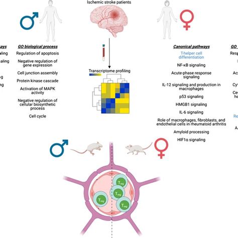 Sex Differences In Microglial Response Following Stroke Female Download Scientific Diagram