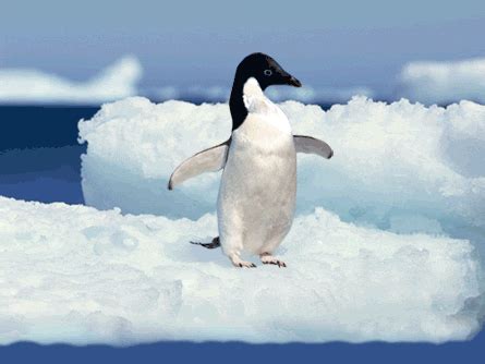 Penguin GIF - Find & Share on GIPHY