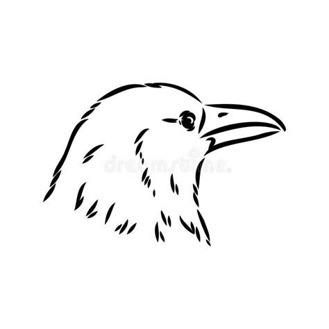 Hand Drawn Black Crow Raven Bird Sketch Vector Illustration Stock