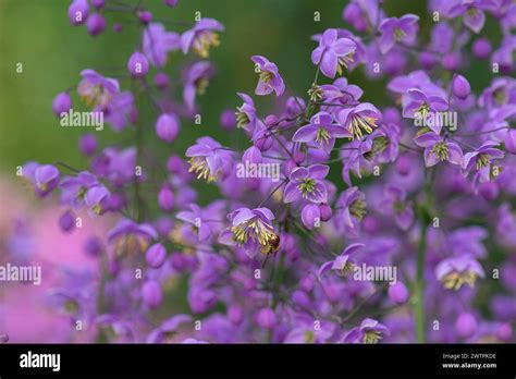 Chinese Meadow Rue Thalictrum Delavayi Mecklenburg Western Pomerania