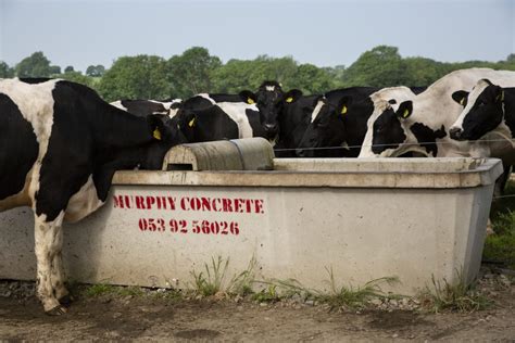 Do You Know If Your Cows Are Getting Enough Water Agriland Ie