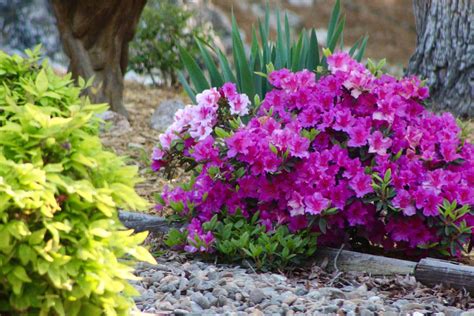 Азалия Садовая Морозостойкая Посадка И Уход Фото – Telegraph