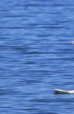 OLIVIA WILDE In Bikini Paddleboarding In Maui HawtCelebs