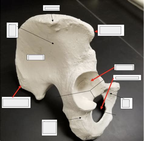 Pelvic Bones Posterior View Diagram Quizlet