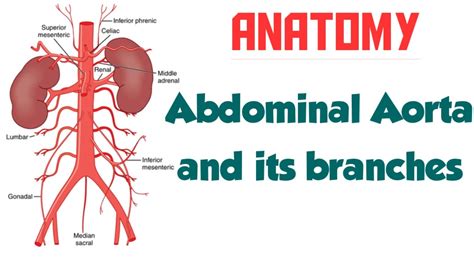 Ultrasound Abdominal Aorta Anatomy