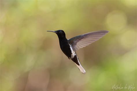 Beija Flor Preto Florisuga Fusca Black Jacobin Flickr