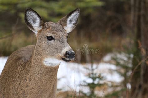 126 Whitetail Doe Tail Up Stock Photos Free And Royalty Free Stock