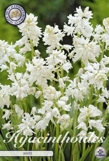Hyacinthoides Hispanica White Zambile Spaniole 10 Bulbi