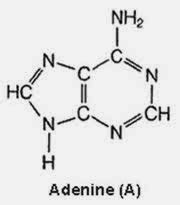 Detail Gambar Struktur Adenin Koleksi Nomer 4