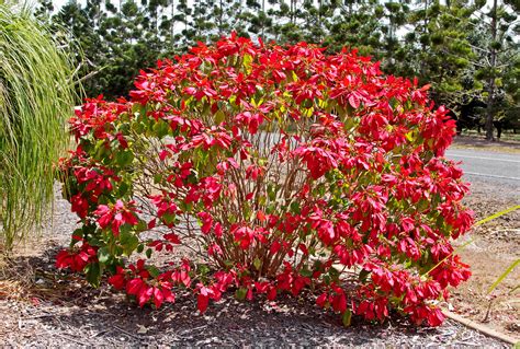 Where Are Poinsettias Native To