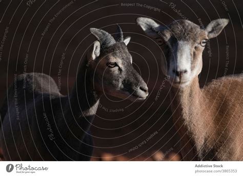 Wild mouflon sheep in nature - a Royalty Free Stock Photo from Photocase