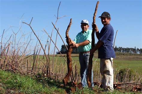 Agricultor Colhe Mandioca De M No Interior De Passos Maia Oeste Mais