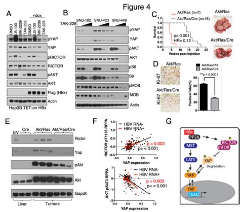 Hbx Stabilization Of Yap Via Mtorc A Impact Of Hbx On Regulation Of