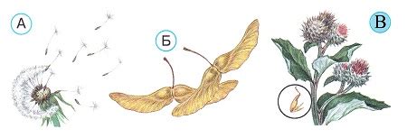 ГДЗ по Окружающий мир 3 класс тесты Плешаков - стр 24