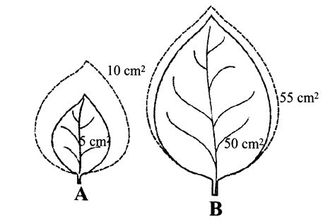 Ag For Leaf Argr For Leaf Aag For Leaf B Rgr For Leaf B