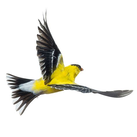 American Goldfinch_001 - Wild Birds Flying