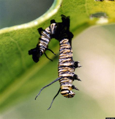 Zombie Caterpillars: Virus Liquifies Insect (PHOTOS) | HuffPost