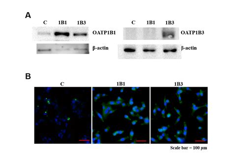 Protein Expression Of Oatp B And Oatp B A Western Blot Analysis Of