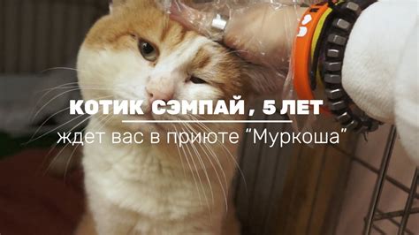 СЭМПАЙ - YouTube