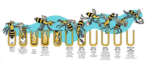 Life Cycle Of Bees Pdf