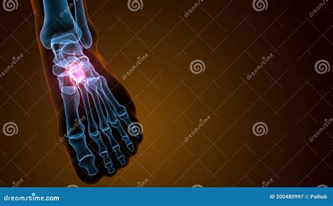 3d Illustration of Cuneiform Bones Anatomy with Circulatory System Stock Illustration ...