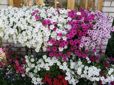 ПЕТУНИИ страница 28