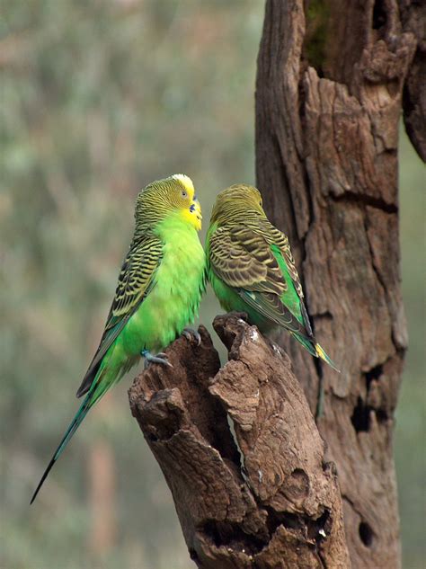 All About Parakeets: A Perfect Pet for Kids - PetHelpful