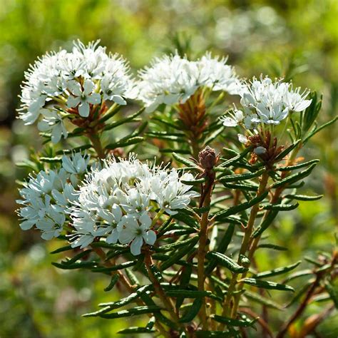 Багульник (145 фото) - фото - картинки и рисунки: скачать бесплатно