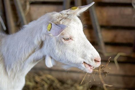 White Goat Head Profile In The Stable Stock Photo Image Of Meal