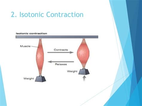 Types of skeletal muscle fibers, motor unit,isotonic and isometric ...