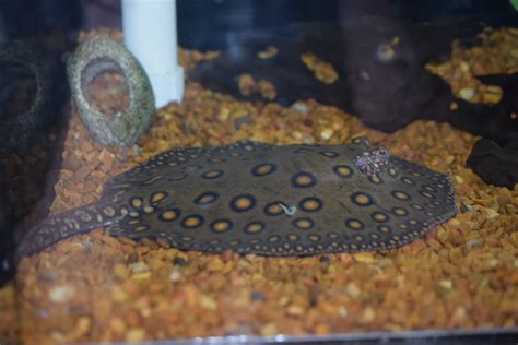 Motoro Stingray Female