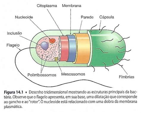 Principais Caracteristicas Da Bacteria - Desenho tridimensional mostrando as estruturas principais da bactéria