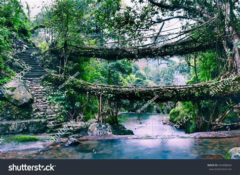 living root bridges meghalaya double decker stock photo edit