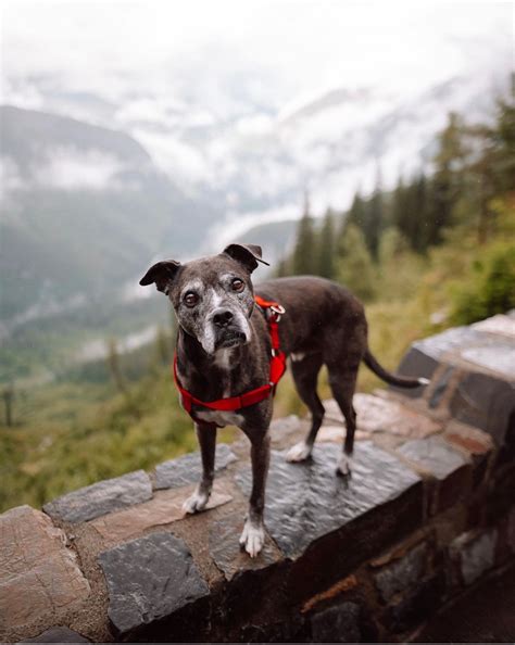 Glacier national park montana travel guide – Artofit