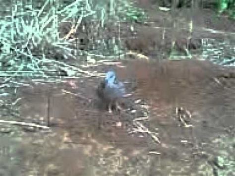 Bay Cu Gay Bang Up Dat YouTube