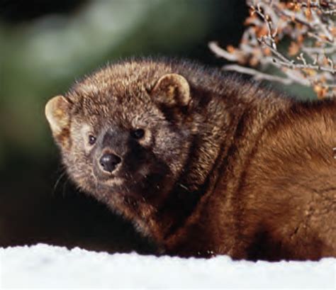 Animal Facts: Fisher | Canadian Geographic