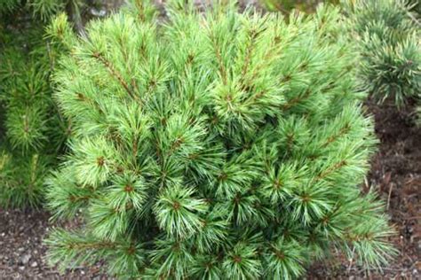 Сосна Веймутова Bergmans Mini (Бергманс Мини) купить саженцы недорого ...