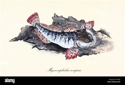 Ancient Colorful Illustration Of Sea Scorpion Myoxocephalus Scorpius