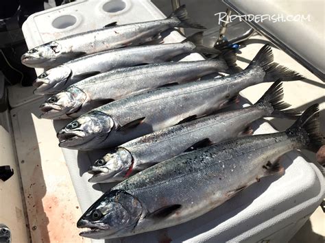 Epic Resident Coho Salmon Fishing Report For Seattle