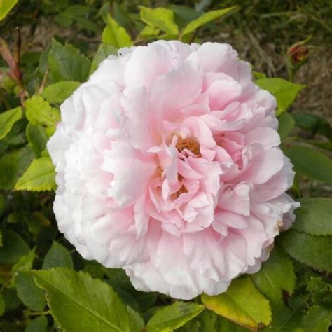 Blairii No. 1 | Roses' Name