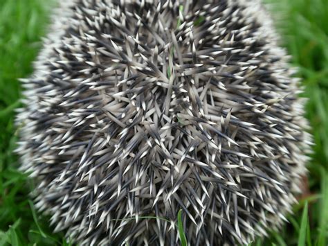 Spines of a hedgehog | View large Spines of a hedgehog. Hedg… | Flickr